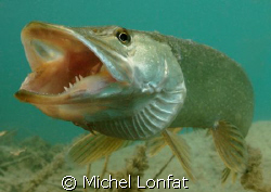 A beautiful Pike Fish with his big mouth big open... Impr... by Michel Lonfat 